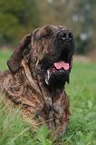 FILA BRASILEIRO 217